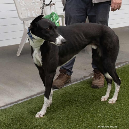 BILLY - Greyhound available for adoption