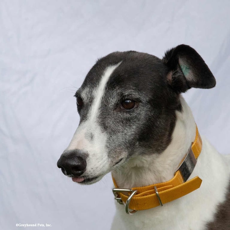 Sadie Image