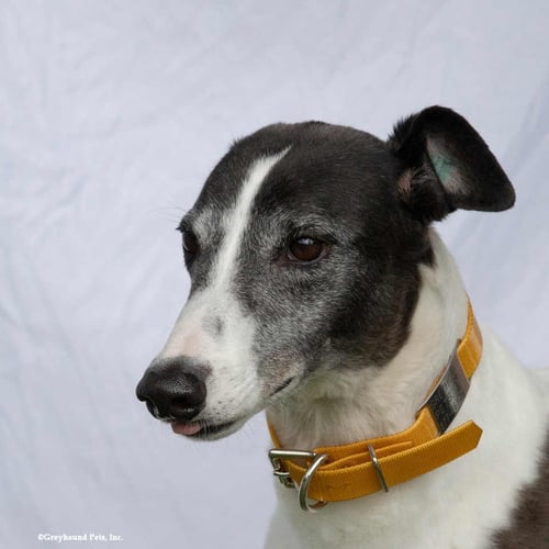 SADIE - Greyhound available for adoption