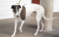Sadie - Photo 2