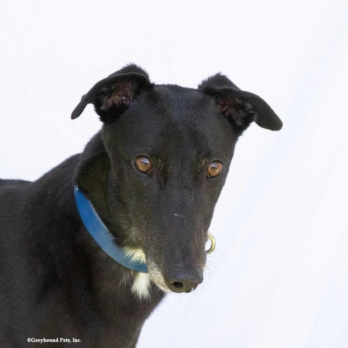TINA - Greyhound available for adoption