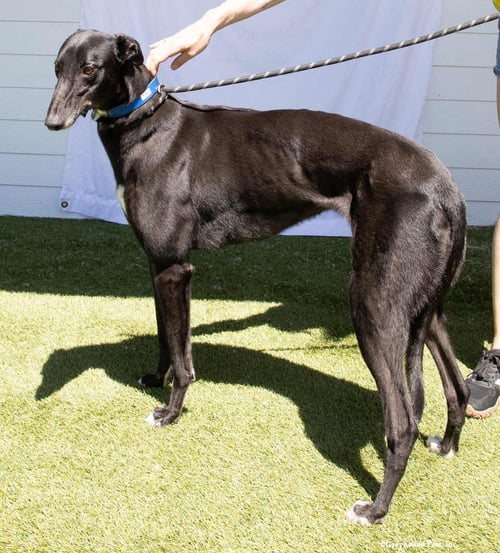 TINA - Greyhound available for adoption