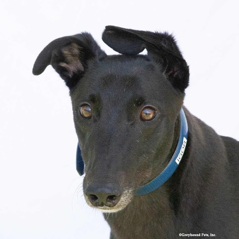Igor Image