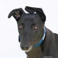 Igor - Photo 1