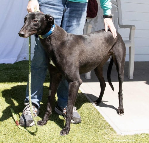 IGOR - Greyhound available for adoption