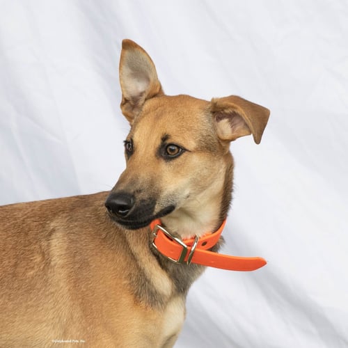 CLOVER - Greyhound available for adoption