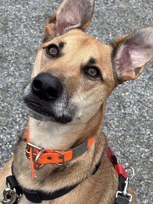 CLOVER - Greyhound available for adoption