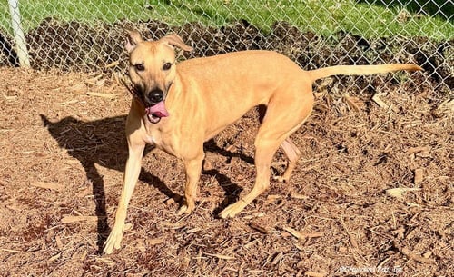 DARCY - Whippet available for adoption