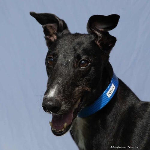 KEN - Greyhound available for adoption