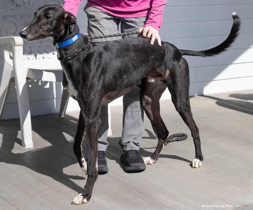 KEN - Greyhound available for adoption