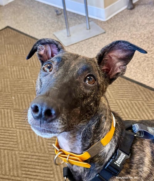 TIFFANY - Greyhound available for adoption