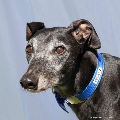 GLEN - Greyhound available for adoption