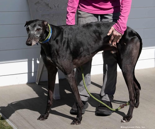 GLEN - Greyhound available for adoption