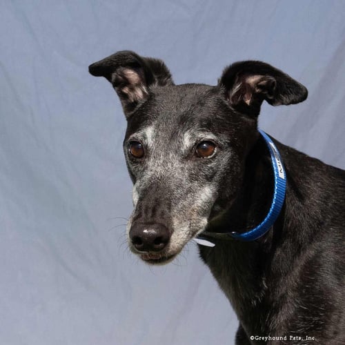 MICK - Greyhound available for adoption