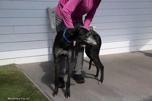 MICK - Greyhound available for adoption