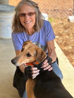 JAGGER - Saluki / Canaan Dog available for adoption