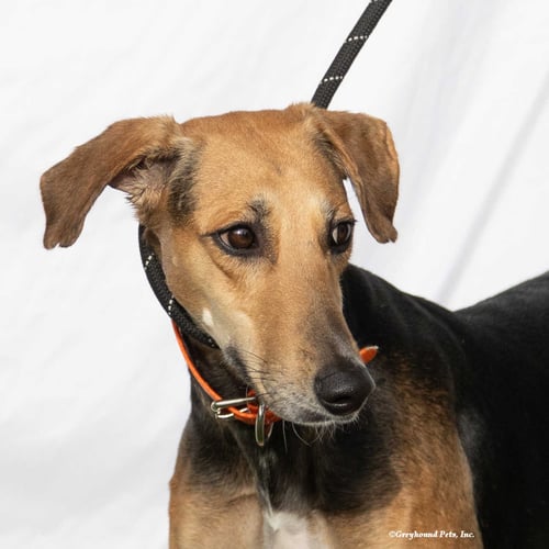 JAGGER - Saluki / Canaan Dog available for adoption