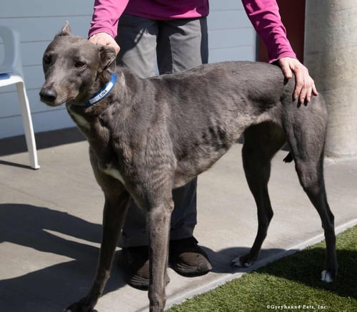 LINA - Greyhound available for adoption