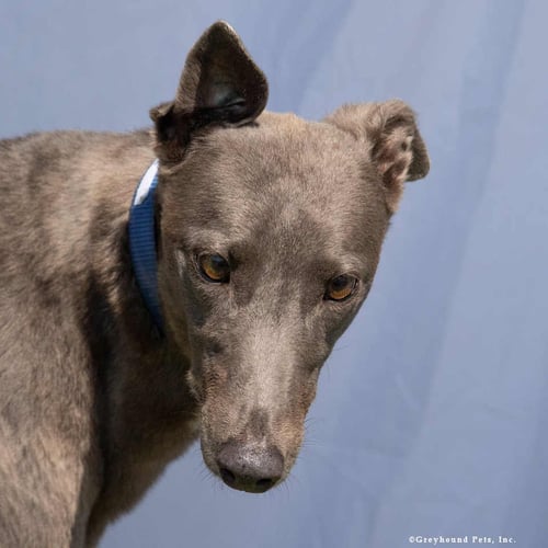 LINA - Greyhound available for adoption