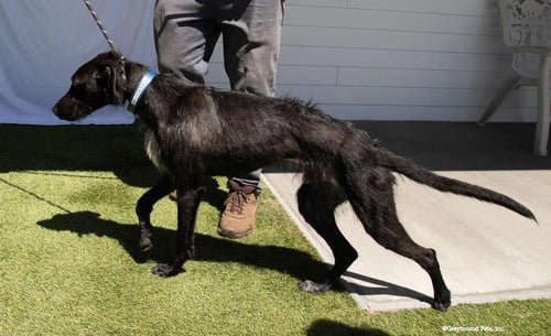 BUDDY - Deerhound available for adoption