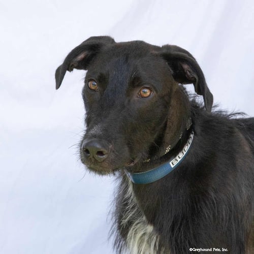 BUDDY - Deerhound available for adoption