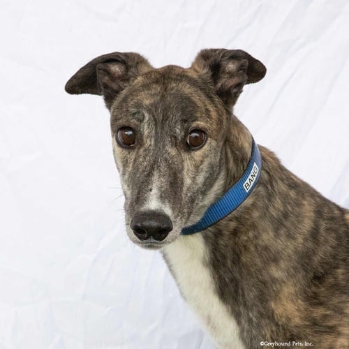 BANG - Greyhound available for adoption