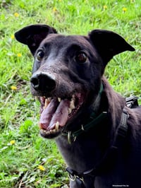 Jimmy - Photo 2