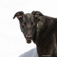 Jimmy - Photo 1