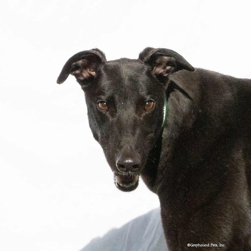 JIMMY - Greyhound for adoption in Everett