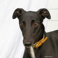 Ollie - Photo 1