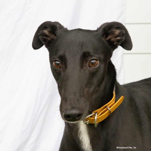 OLLIE - Greyhound available for adoption