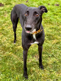Ollie - Photo 3