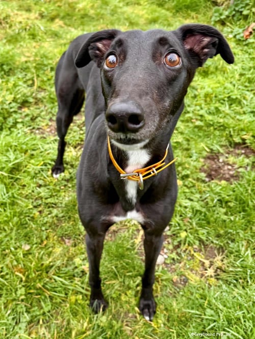 OLLIE - Greyhound available for adoption