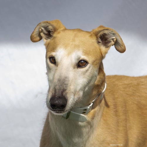 PANDORA - Greyhound available for adoption
