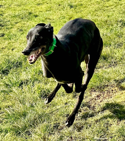 BEN - Greyhound available for adoption
