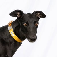 Ben - Photo 1