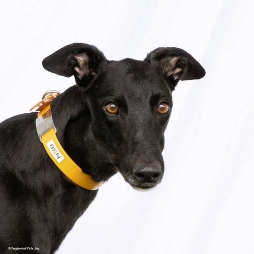 BEN - Greyhound available for adoption