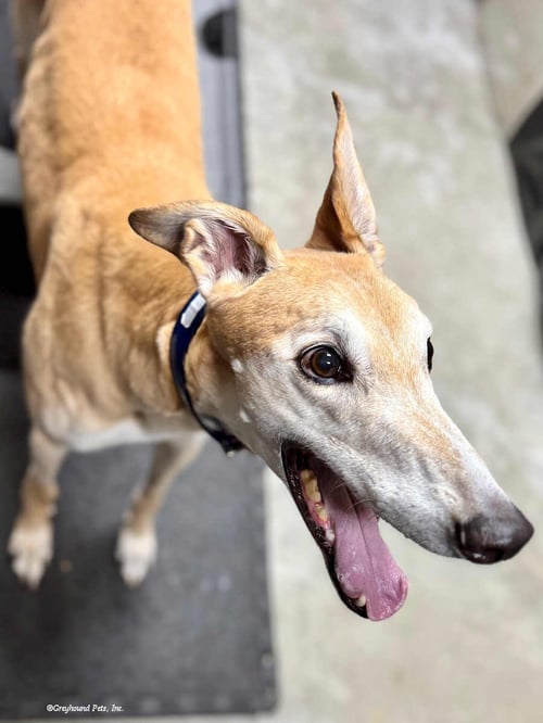 DENNIS - Greyhound available for adoption