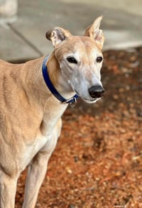 Dennis - Photo 1