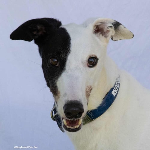 CONNOR - Greyhound available for adoption