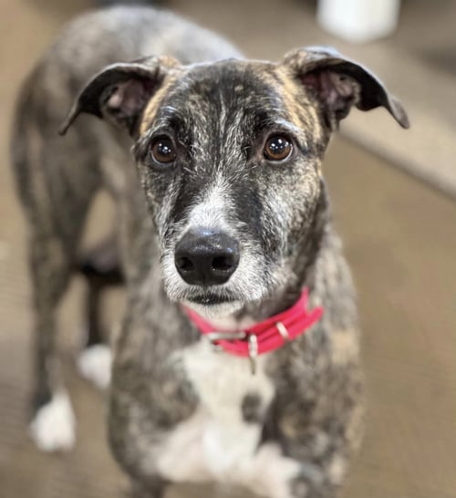 ASPEN - Greyhound available for adoption