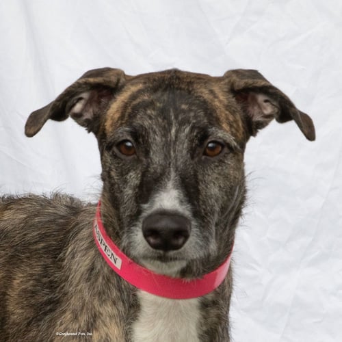 ASPEN - Greyhound available for adoption