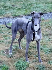 Misty - Photo 4