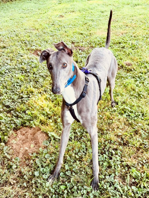 MISTY - Greyhound available for adoption