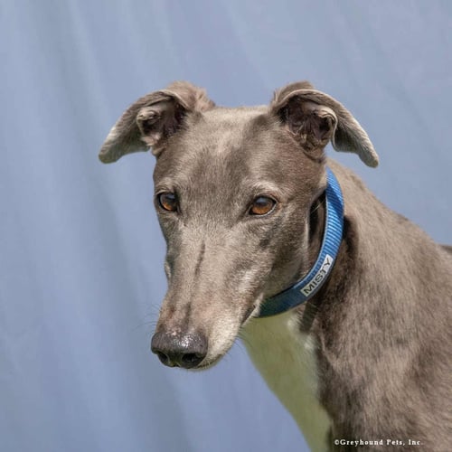 MISTY - Greyhound available for adoption