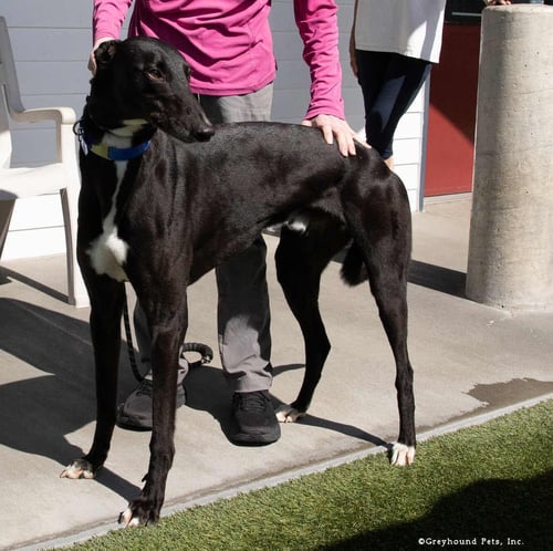 FRANK - Greyhound available for adoption