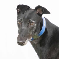 Archie - Photo 1