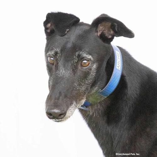 ARCHIE - Greyhound available for adoption