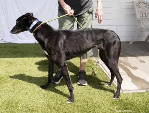 ARCHIE - Greyhound available for adoption
