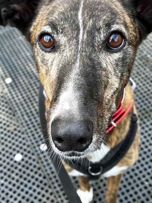 ANNIE - Greyhound available for adoption